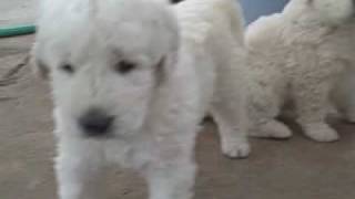 Kuvasz Puppies First Time Out of the House [upl. by Lletnuahs]