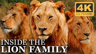 The Entire Life of the Lion Brothers  Full Docuseries  4K UHD [upl. by Iroak749]