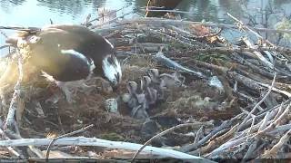 Hatching of Osprey Chick 4 [upl. by Jahn]