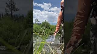 Fly Fishing The Colorado River  Trout [upl. by Docilu113]