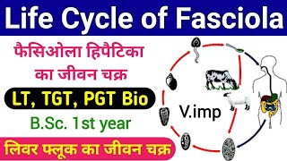 fasciola hepatica life cycle  life cycle of fasciola hepatica  liver fluke life cycle  biology [upl. by Kutchins]