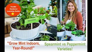 Grow Mint Indoors Spearmint and Peppermint Plant Varieties Foodie Gardener Shirley Bovshow [upl. by Ainyt189]