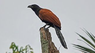 BIRD CALL GREATER COUCAL Singapore [upl. by Eus]