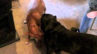 Cane Corso vs Pitbull [upl. by Fisher802]