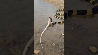 एक सांप ने दुसरे सांप को निगल गया था 😱🐍देखिए कैसे बाहर निकाला  Banded krait snake venomous shorts [upl. by Morvin]