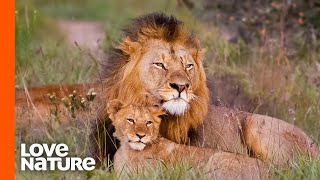 Baby Lions Meet Dad For The First Time  Love Nature [upl. by Annalla]