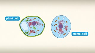 Did You Know The Difference Between an Animal Cell and a Plant Cell  Encyclopaedia Britannica [upl. by Sethrida]