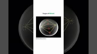 In stage of mitosis science biology study neet [upl. by Atiniv]