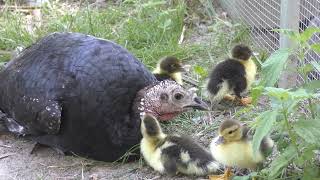 Sidonie Balthazar amp leurs bébés canards [upl. by Adyaj]