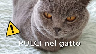 Pulci nel gatto [upl. by Eugor]