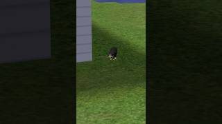 Let’s pounce 😼 sims sims2 thesims thesims2 cat catlover pets animals animallover family [upl. by Eiznil274]