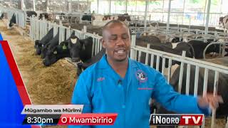 Dairy farming Joy farm in Nakuru [upl. by Bevash625]