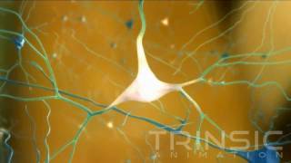 CERE110 Nerve Growth Factor Study Medical Animation [upl. by Eiram]