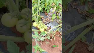 BEST TASTING SWEET TOMATOCHERRY TOMATO farming vegetables trendingreels satisfying shorts [upl. by Nappie]