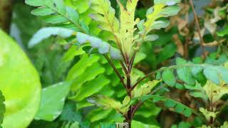 Hygrophila pinnatifida TODO LO QUE DEBES DE SABER  AquaTips [upl. by Zulaledairam]