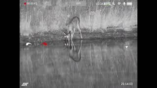 A doe at 107yds on the DNT Thermnight TNC225R [upl. by Atinad771]