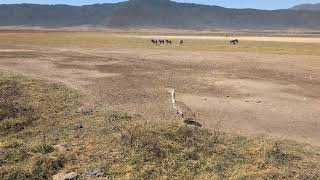 Abercrombie and Kent safari in Kenya amp Tanzania September 11 2024 [upl. by Notsuoh1]