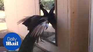 Furious peacock attacks its own reflection in a mirror  Daily Mail [upl. by Adaiha679]