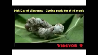 Life Cycle of Silkworm Bombyx mori on Mulberry Morus alba [upl. by Carberry494]