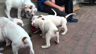 6 week old American Bulldog puppies [upl. by Airdnala]