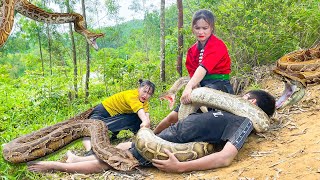 FULL VIDEO Horrified discover a giant python monster attack people in the forest  king cobra eggs [upl. by Roswell]