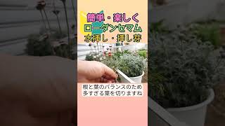 簡単！ローダンセマムの水挿し、挿し芽園芸ガーデニングローダンセマム水挿し挿し芽挿し穂 [upl. by Hedda]