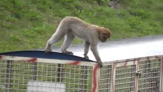 Zoo Safaripark Stukenbrock  Kleiner Affe sieht in Besucherzug [upl. by Loferski133]