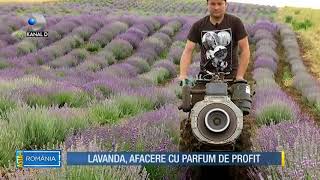 Astai Romania 30062018  Lavanda afacere cu parfum de profit Partea 2 [upl. by Anen]