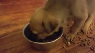 Puppies crying German shepherd boxer mix Cachorros llorando [upl. by Aynodal]