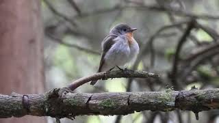 Redbreasted Flycatcher male  Carron Valley Forest  Forth  11624 [upl. by Radferd441]