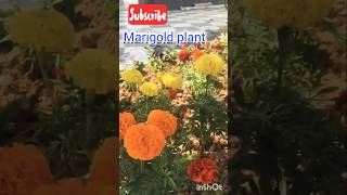 Marigold flower  Marigold plant care  Shorts shorts youtubeshorts ytshorts youtube marigold [upl. by Ennayelhsa]