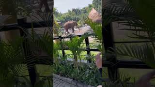 Lembang Park Zoo [upl. by Hayton]