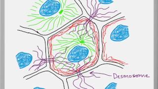 Biology Quick Review Cytoskeleton [upl. by Eenot]