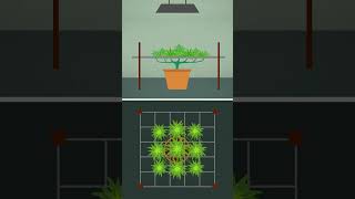 Mastering the Screen of Green Cannabis Cultivation Tips [upl. by Stanfield]