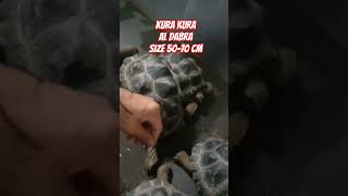 Kura kura Al Dabra size 70 cm shortvideo kurakura aldabra sulcata shorts [upl. by Ynogoham605]