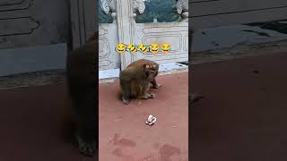 A prank happened with the monkey he got scared🤣😂 funny viralshort funnyideas [upl. by Britta220]