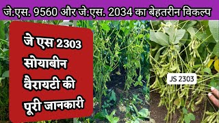 Js 2303 Soybean Variety  जे एस 2303 वैरायटी  Soybean New Variety Js 2303 [upl. by Oringa]