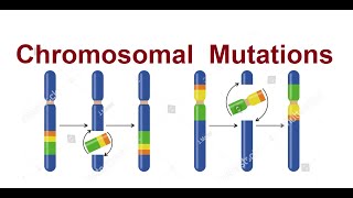 Chromosomal mutations  Types of mutations  3D 2024 [upl. by Albers]