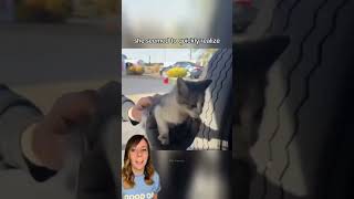 Truck drivers mistake leads to lucky kitten rescue 🐈‍⬛ cats shorts [upl. by Martinic360]