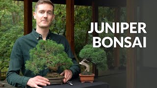 Juniper Bonsai tree care [upl. by Leirbaj16]