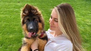 My New German Shepherd Puppy The First Month at Home [upl. by Milah328]