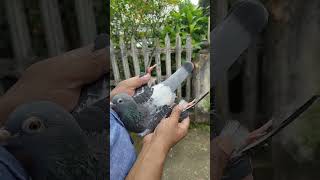 Racing pigeon documentary UK youtubevideos trendingvideo [upl. by Ruscio]