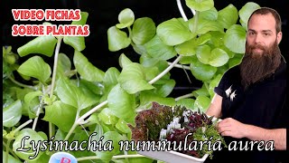 Lysimachia nummularia aurea 🌿 Video 🎥 ficha cuidados y mantenimiento en el acuario 🐟 paludarios 🌿 [upl. by Cirderf454]