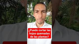 ¿PUEDO CORTAR LAS HOJAS QUEMADAS DE LAS PLANTAS [upl. by Euqinahs]