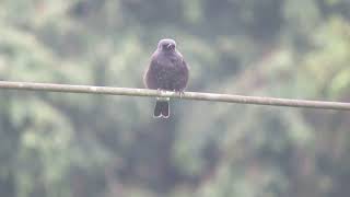 Pied Bush Chat Saxicola caprata Angkhang Royal Agricultural Station Thailand 18 Sept 2024 44 [upl. by Aihsek]