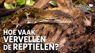 Hoe vaak VERVELLEN de REPTIELEN 🐍  De Vraag Van Vandaag [upl. by Kannry787]