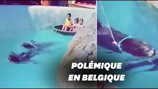 Ce parc animalier utilise des otaries pour tracter des enfants et indigne [upl. by Kos]