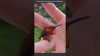 Why Humming Birds Urinate their Body Weight in a Day wildlife animalscience biology birds [upl. by Maurilla120]