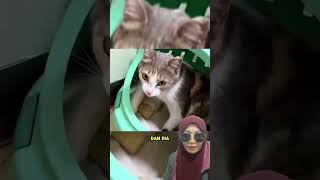 Makasih sdh dirawat kucing kucinglucu kucingsedih kucingmenangis catlover cat kasihan [upl. by Kafka]