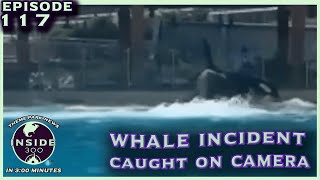 SeaWorld Orca Incident Caught on Camera [upl. by Perrins]